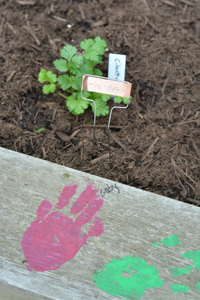 Painted handprint of a student next to a cilantro plant