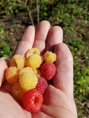 Student holding a handful of fresh picked raspberries
